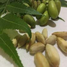 Neem Seeds 100% Natural Organically Home Grown Azadirachta Indica Herbal Margosa  Lilac Seeds - Grey - View 4
