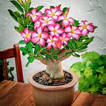 Flor de Rosa del Desierto, 60 Semillas, Adenium Obesum, Libre de OGM - Variante 1 - Ver 5