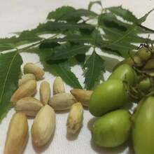 Neem Seeds 100% Natural Organically Home Grown Azadirachta Indica Herbal Margosa  Lilac Seeds - Grey - View 3
