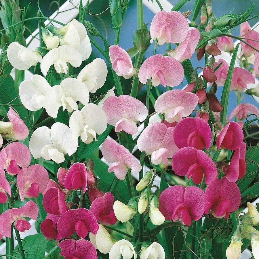 40 Perennial Sweet Peas Seeds Mix Known As Everlasting Pea Vine - 1 - View 1