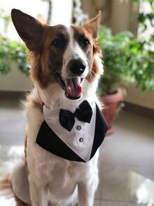 1pc Formal Dog Tuxedo, Wedding Dog Collar With Bow Tie, Adjustable Pet Wedding Collar Bandana, Suitable For Small, Medium And Large Dogs - Black and White - View 5
