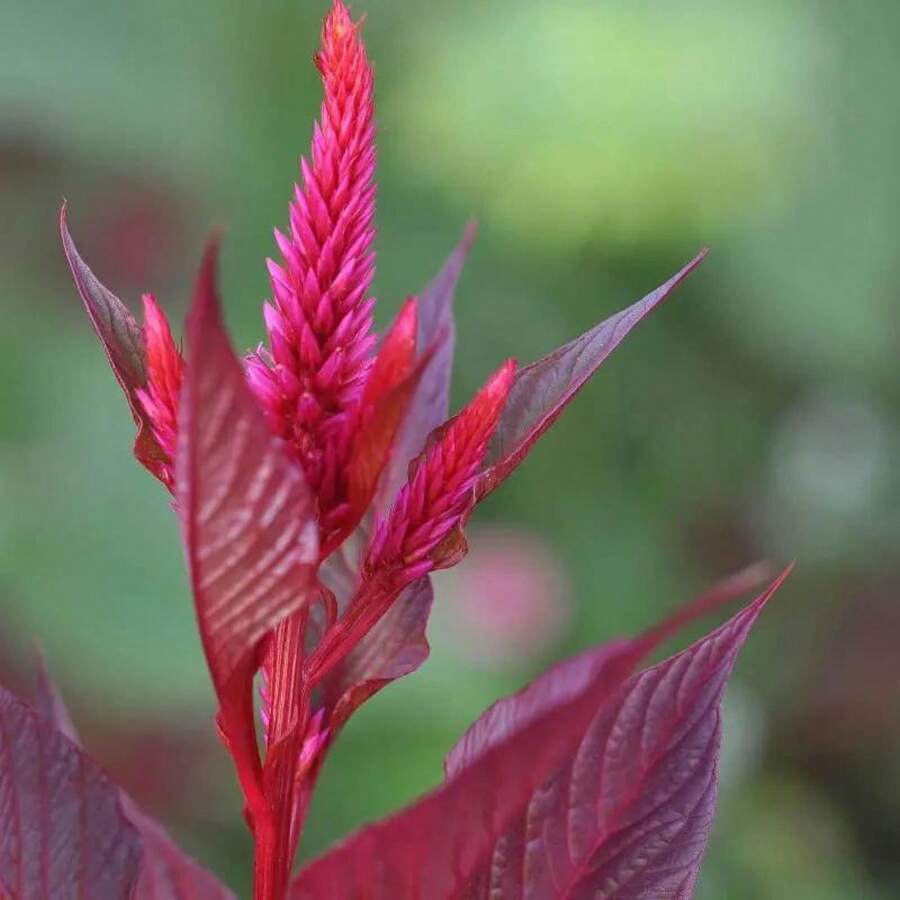 1000 Pieces Of Amaranth Seeds, Rare Perennial Seeds, Suitable For Garden Cultivation In The Backyard - 1 - View 1