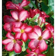 Flor de Rosa del Desierto, 60 Semillas, Adenium Obesum, Libre de OGM - Variante 1 - Ver 8