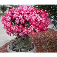 Flor de Rosa del Desierto, 60 Semillas, Adenium Obesum, Libre de OGM - Variante 1 - Ver 6
