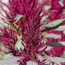 1000 Pieces Of Amaranth Seeds, Rare Perennial Seeds, Suitable For Garden Cultivation In The Backyard - 1 - View 4