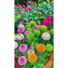 Somerway Rosenblumensamen – Bunte Mischung, 200 Stück, Für Garten & Balkon