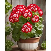 100 Pieces Geranium Flower Seeds Plant Seeds For Growing Herbs Bonsai Seeds Indoor Plants Plant Garden House Tree Supplies - 1 - View 2