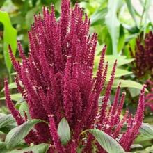 1000 Pieces Of Amaranth Seeds, Rare Perennial Seeds, Suitable For Garden Cultivation In The Backyard - 1 - View 2