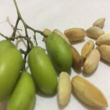 Neem Seeds 100% Natural Organically Home Grown Azadirachta Indica Herbal Margosa  Lilac Seeds - Grey - View 6