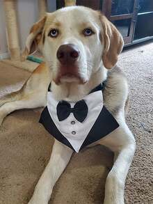 1pc Formal Dog Tuxedo, Wedding Dog Collar With Bow Tie, Adjustable Pet Wedding Collar Bandana, Suitable For Small, Medium And Large Dogs - Black and White - View 4