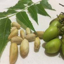 Neem Seeds 100% Natural Organically Home Grown Azadirachta Indica Herbal Margosa  Lilac Seeds - Grey - View 7