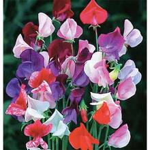 40 Perennial Sweet Peas Seeds Mix Known As Everlasting Pea Vine - 1 - View 3