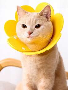 طوق إليزابيث للقطط، طوق تعقيم، طوق كلب، طوق قطة، مخروط إليزابيث، طوق رقبة مضاد للحك، لوازم الحيوانات الأليفة