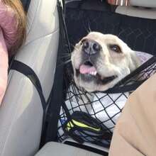 Pet Dog Car Back Seat Barrier Mesh Net, Vehicles Dog Isolation Divider Net