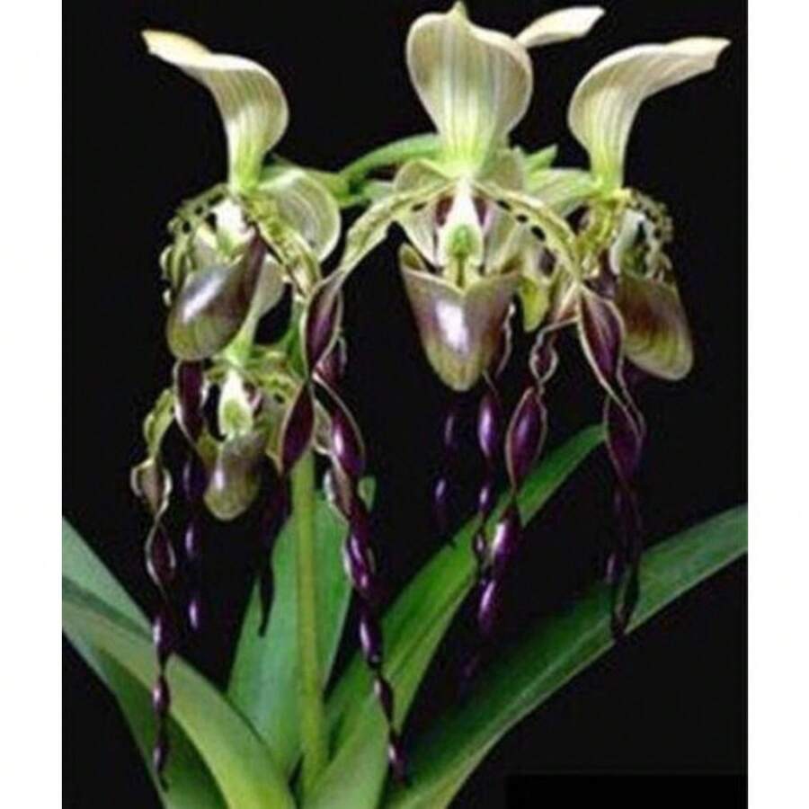 128 Pieces US Seller Brazilian Specialties Of Cypripedium Flower Seeds Orchid 150 Seeds