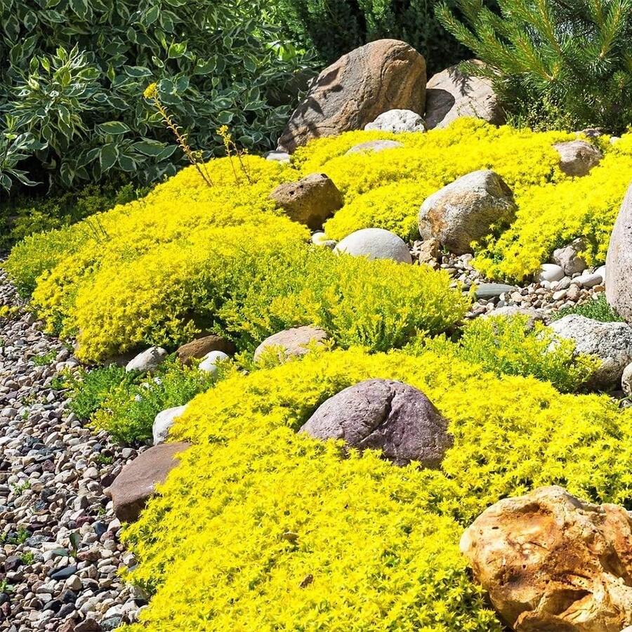 Mix Creeping Thyme Seeds Ground Cover Plant Seeds For Planting Heirloom ...