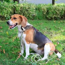 Guia Para Cães Anti-Rasgos Durável, Segura e Confortável, na Moda Para Passear Com Cães