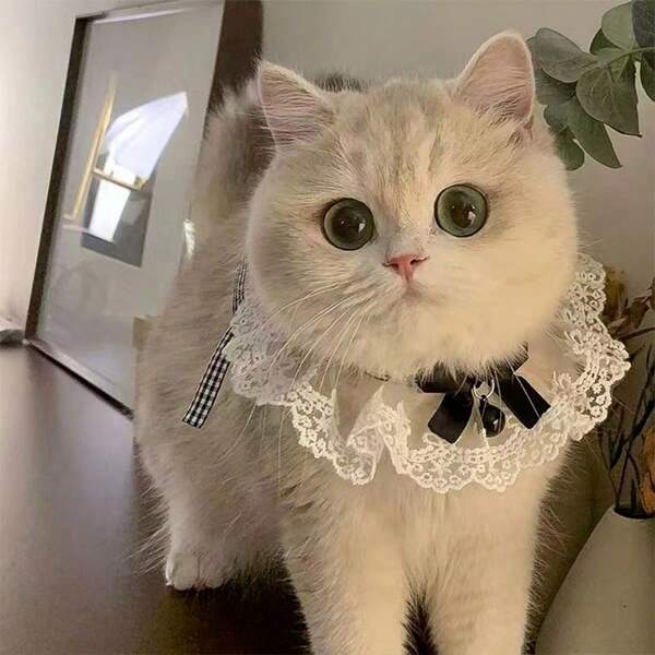 1pc Cute Cat/Dog Saliva Bib, Teddy/Samoyed Lace Collar Scarf
