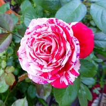 211 Pieces Of Terraces Planted With Rose Seeds, Semperviva Rose Seeds For Creating A Greenhouse Garden