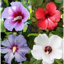 100 Pieces Of Hibiscus Seeds - White, Pink, Purple, Red, Large Perennial Heirloom, Non-GMO, For Outdoor And Indoor Use