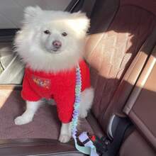 Pet Car Harness, Dog Vehicle Seatbelt, For Medium & Small Dogs Car Seat Strap