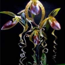 128 Pieces US Seller Brazilian Specialties Of Cypripedium Flower Seeds Orchid 150 Seeds