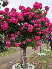 240 Rosehip Seeds Top Soil Clusters Seeds For Indoor And Outdoor Planting Home Garden Decoration