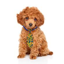 Confezione da 10/50 pezzi di papillon pet moda, serie ocean estiva, con fiori di margherita, adatto per animali domestici di piccola e media taglia per uso quotidiano, colore casuale