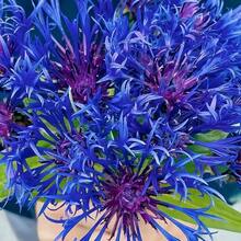 piezas de bálsamo de abeja azul escarlata, semilla de aciano - Monarda Didyma - planta perenne de floración rara y hermosa - 100 piezas - Ver 4