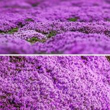 15000 Pcs/Bag Creeping Thyme Seeds Or Multi-Color ROCK CRESS Seeds - Perennial Flower Seeds Ground Cover Flower Garden Decoration