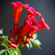 Morning Glory Honey Suckle Flower Fast Growing Insect-Attracting Drought-Resistant Garden Plant