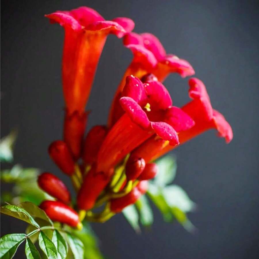 Morning Glory Honey Suckle Flower Fast Growing Insect-Attracting Drought-Resistant Garden Plant