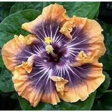 100 Pieces Of Hibiscus Seeds - White, Pink, Purple, Red, Large Perennial Heirloom, Non-GMO, For Outdoor And Indoor Use