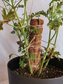 1pc Green Hoya Climbing Stick, Coconut Fiber Trellis For Plant Climbing, Accompanied By 1pc 500ml Transparent Spray Bottle