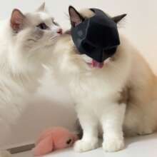 1 pieza Máscara de cabeza de gato impresa en 3D, hecha de material PLA de alta calidad, máscara clásica de cara de gato para Halloween, Navidad, Pascua, Acción de Gracias - Máscara de disfraz de animal para cosplay