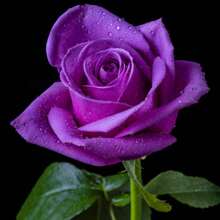 100 Dark Purple Rose Bush Seeds For Planting, Rose Bush Seeds Flowers To Grow