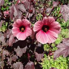100 Pieces Of Hibiscus Seeds - White, Pink, Purple, Red, Large Perennial Heirloom, Non-GMO, For Outdoor And Indoor Use