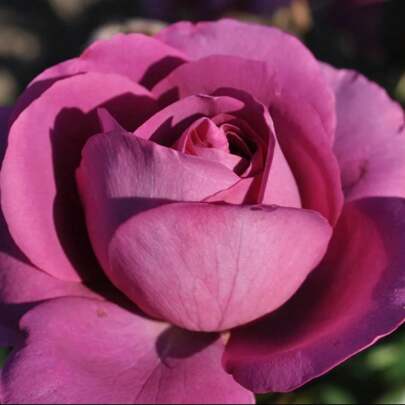 Ribunda Garden Seeds - Over 100 Eent Quality Climbing Rose Shrub Truly Traditional Seeds, Easy To Plant Perennial Wers