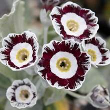 Primula Auricula Seeds Deer And Rabbit Resistant Upright Semi-Perennial Perennial Bed Edging Outdoor 250 Pieces Flower Seeds - 變體1 - 查看 3