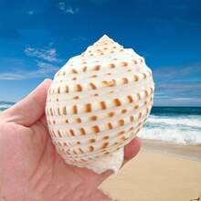 Natural Sea Snail Flower Dotted Qin Snail Sea Snail Shell Natural Shell Fish Tank Roll Shell Fish Breeding Shell Meaty Natural Fish Tank Landscape Aquatic Decorative Specimen Decoration Ornament - Multicolor - View 8