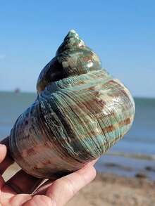 天然贝壳、大绿蜗牛、蟹壳、鱼缸装饰、景观装饰、橱柜、家居及办公用品、风水摆件、多肉植物盆栽、家居装饰、地中海风格摆件、家居饰品、家居装饰品、海洋景观 - 彩色 - 查看 5