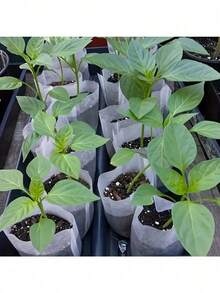 100  Non-Woven Fabric Seed Start Bags - White Fabric Planting Bags, Suitable For Home Gardens And Agricultural Uses, Soil Transplanting And Seedling Growth - White - View 4