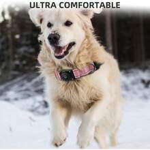 Pet Basic Dog Collars - Baby Pink - View 5