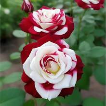 150 Pieces Twin Red White Rose Seeds - Heirloom Non-GMO Flower Seeds For Charming Garden Flowers, Perfect For Spring And Autumn Planting, Great Garden Gift - Variant1 - View 2