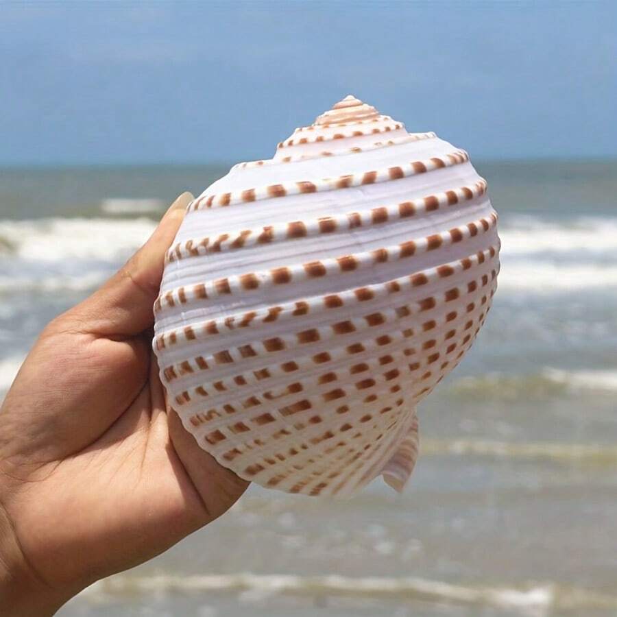 Natural Sea Snail Flower Dotted Qin Snail Sea Snail Shell Natural Shell Fish Tank Roll Shell Fish Breeding Shell Meaty Natural Fish Tank Landscape Aquatic Decorative Specimen Decoration Ornament - Multicolor - View 1