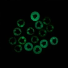 40Pcs Glow In The Dark Cute Eyes Cabochons Mixed Colors Heart Pattern Flat Back Glass Eyes For DIY Crafts, Jewelry, Toys