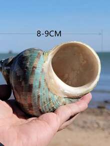 天然贝壳、大绿蜗牛、蟹壳、鱼缸装饰、景观装饰、橱柜、家居及办公用品、风水摆件、多肉植物盆栽、家居装饰、地中海风格摆件、家居饰品、家居装饰品、海洋景观 - 彩色 - 查看 4