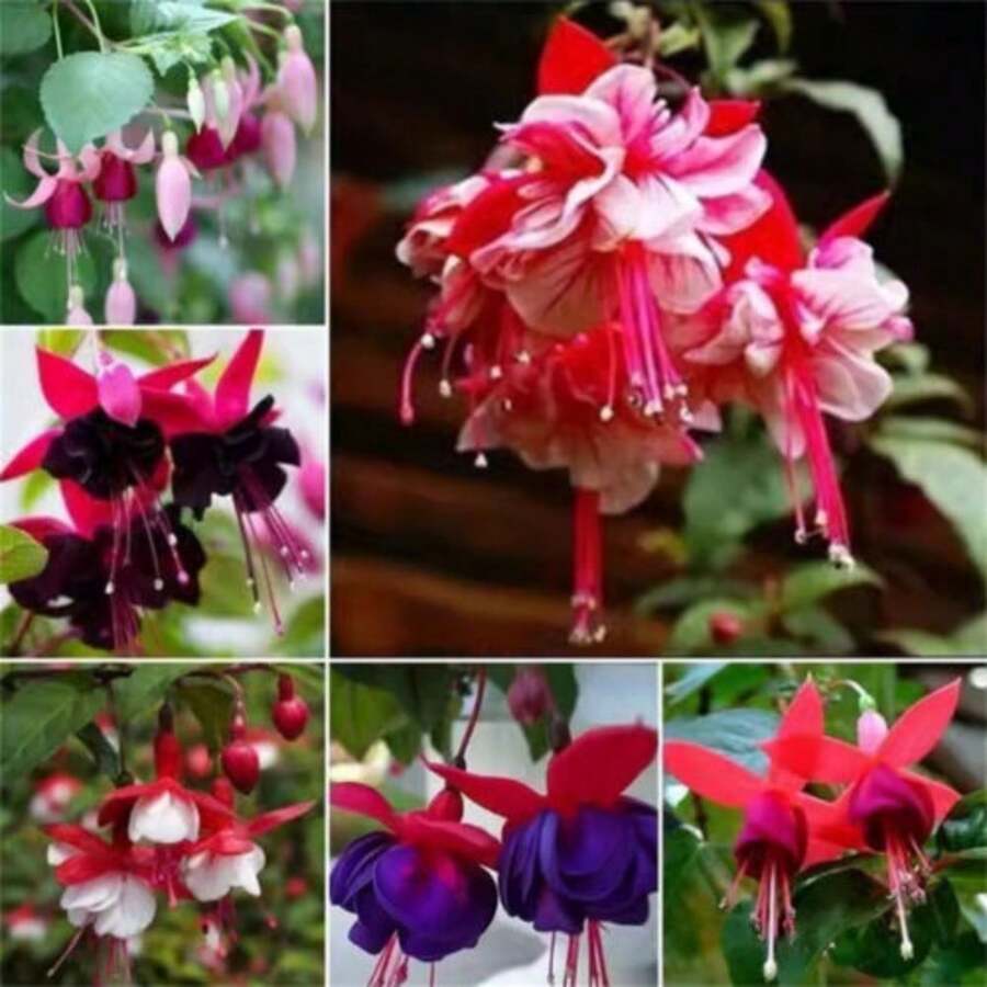 100seeds/Pack  Mixed Color Flywort Seeds Garden Flower Seeds - 100seeds/Pack - View 1