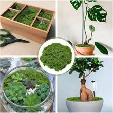 300 جرام / 10.58 أونصة ، 100 جرام / 40 جرام ، نجيل صناعي من الطحالب المزيفة ، نظام بيئي مصغر، نجيلة خضراء ، ديكور نباتات المزهريات والنوافذ ، تصميم المناظر الطبيعية - أخضر - مشاهدة 5