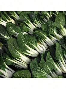 Chinese White Rose Small Pechay Pak Choi Vegetable Seeds ( 2000 Seeds ) - Basic Farm House - mặc định - Xem 6